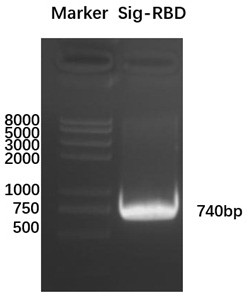 Gene of novel coronavirus B.1.1.7 British mutant strain RBD and application of gene