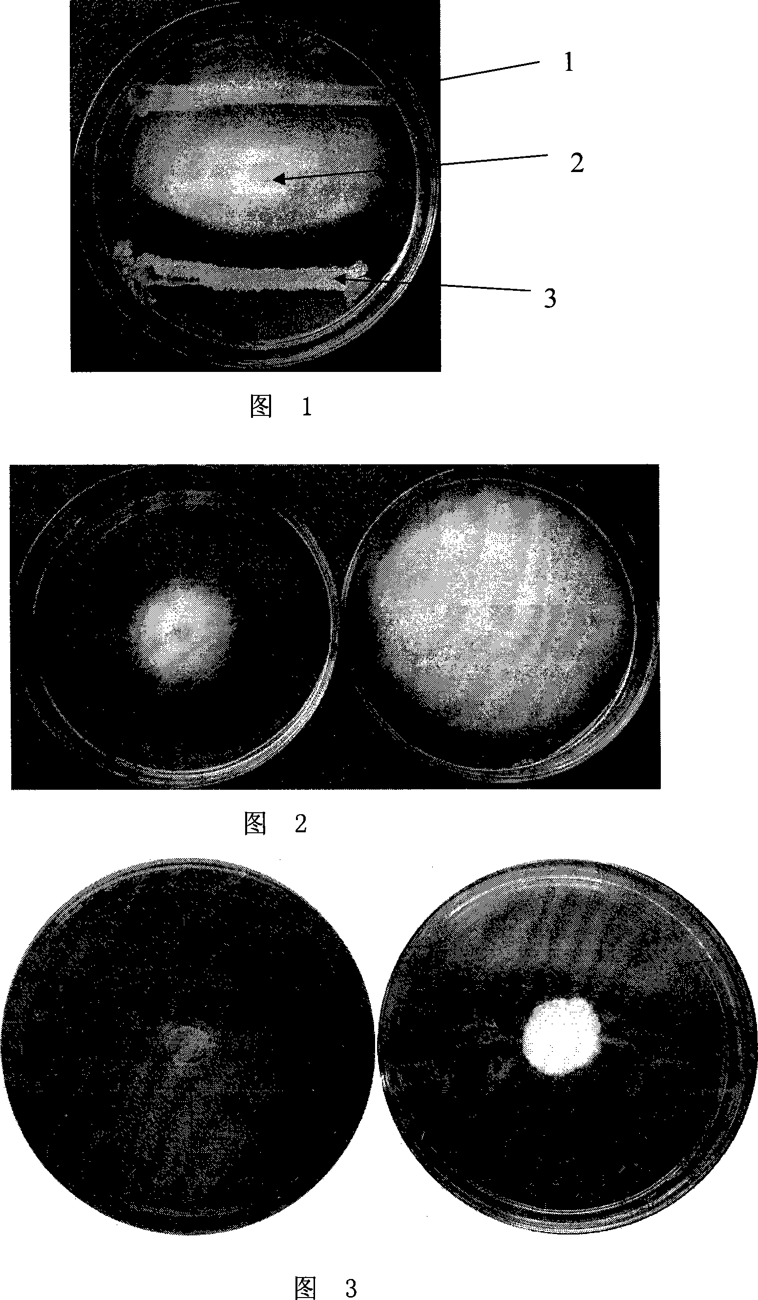 Plant pathogenic fungi antagonistic bacteria capable of generating siderophore and uses thereof