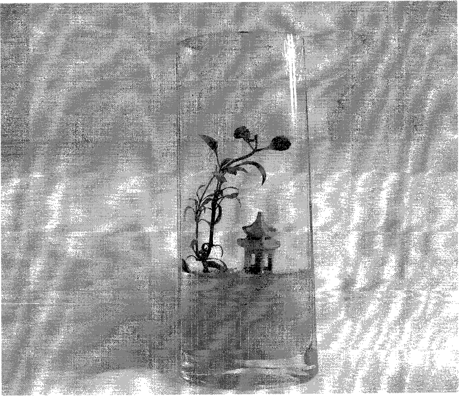 Method for producing sterilized miniascape