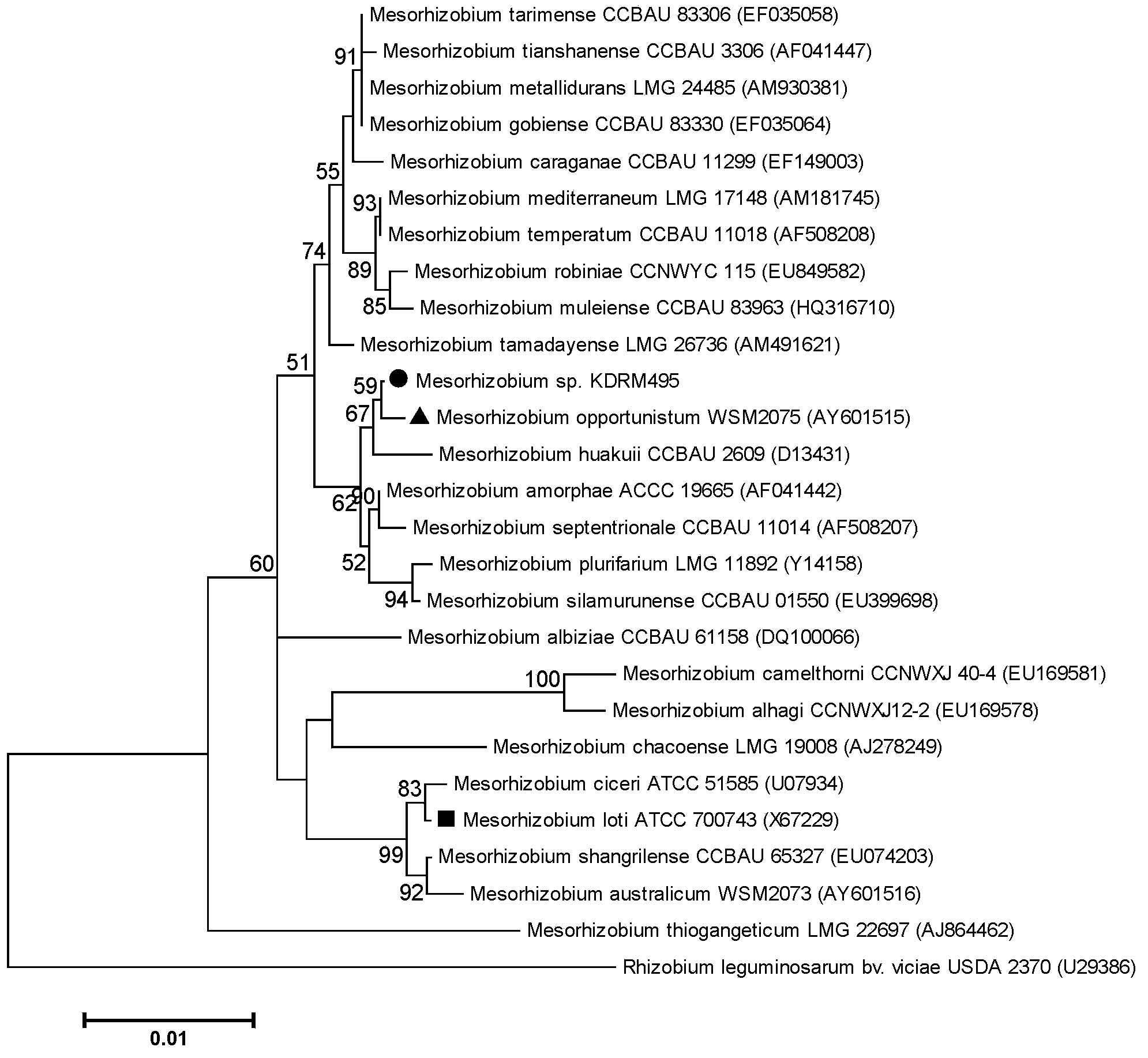 Mesorhizobium KDRM495 and application thereof