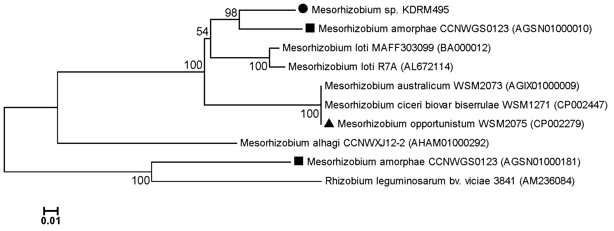 Mesorhizobium KDRM495 and application thereof