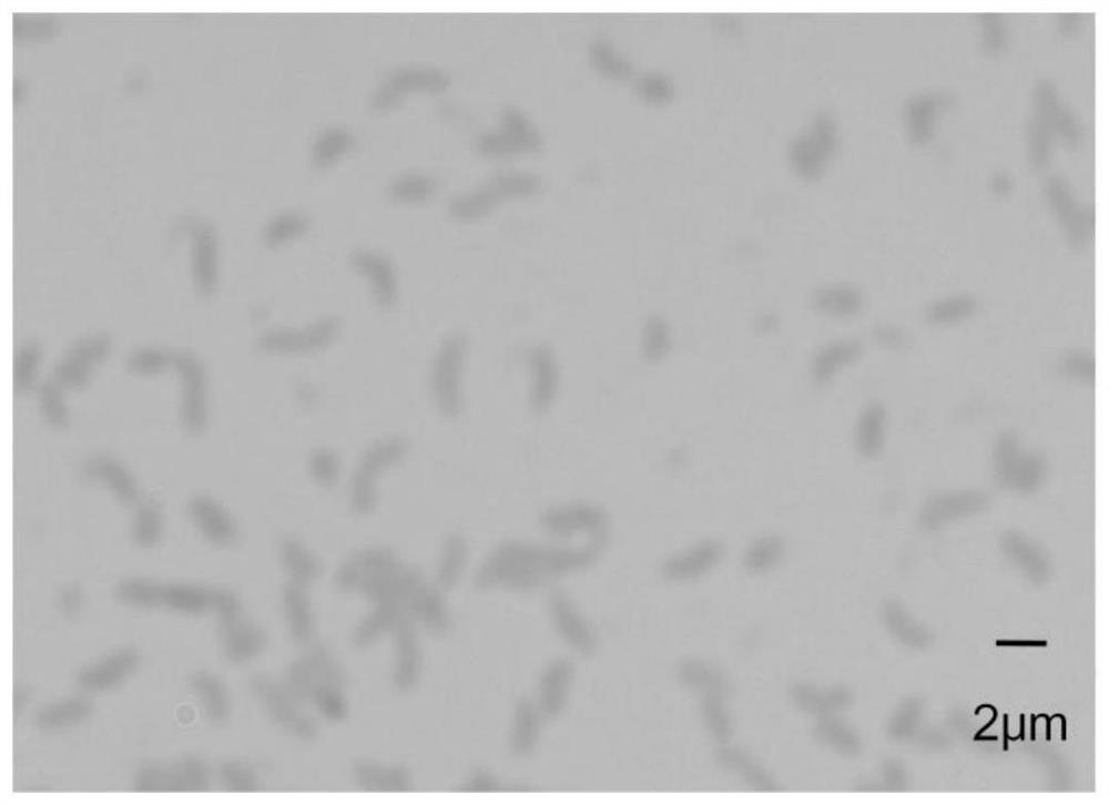 A kind of chondroitin sulfate lyase and its encoding gene and application