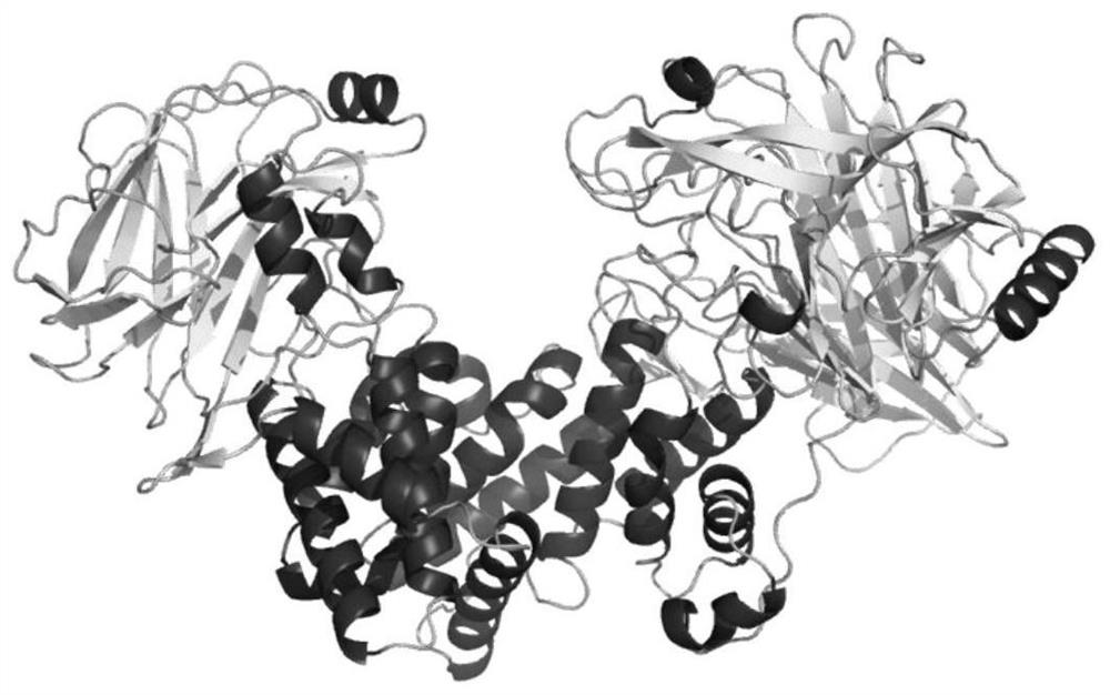 A kind of chondroitin sulfate lyase and its encoding gene and application