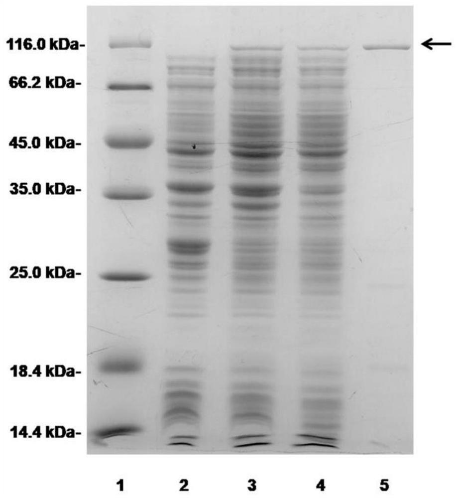 A kind of chondroitin sulfate lyase and its encoding gene and application