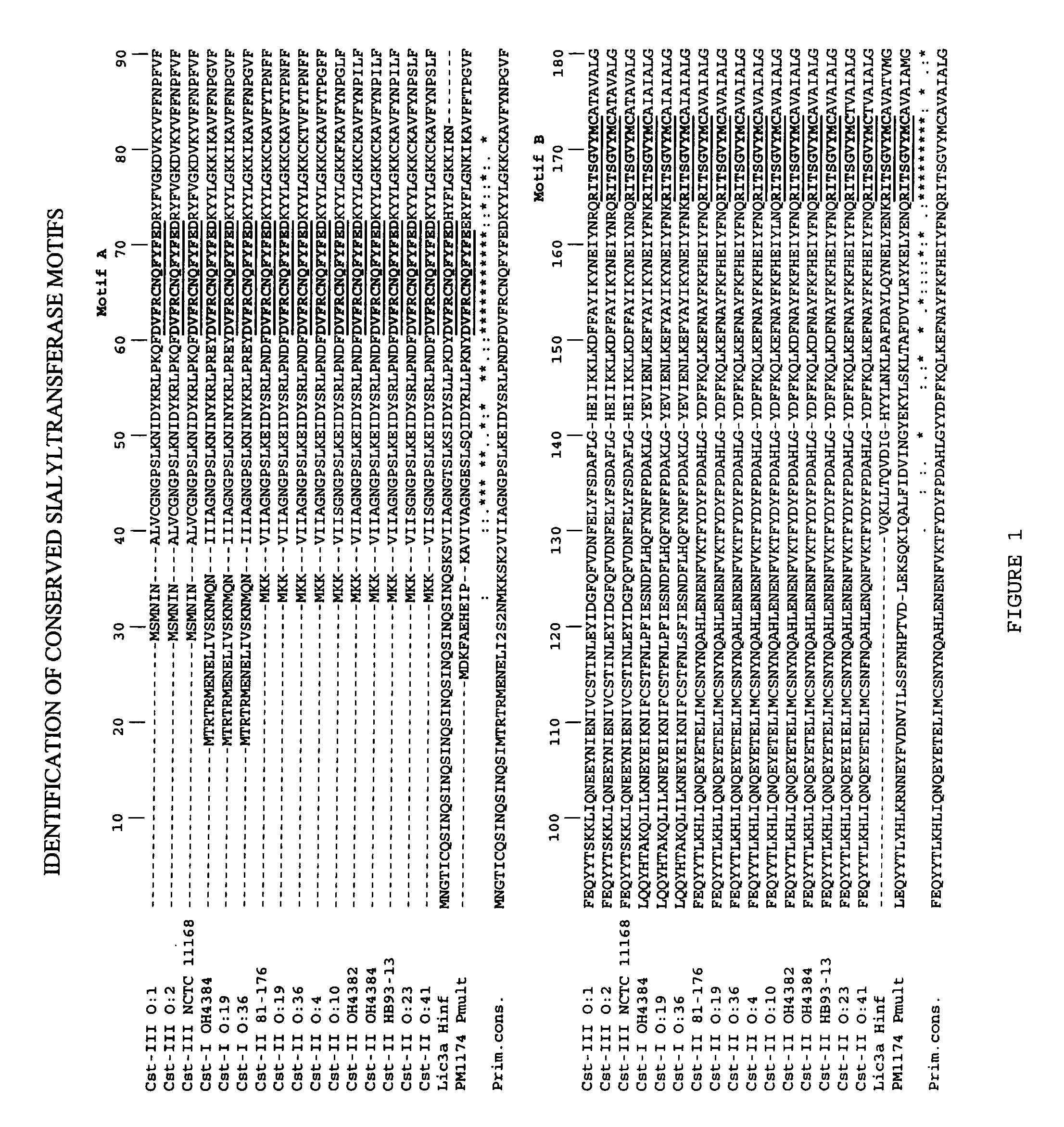 Sialyltransferases comprising conserved sequence motifs