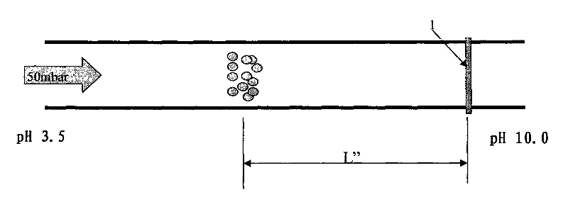 Method for detecting microorganism isoelectric point by adopting immobilized pH gradient capillary isoelectric focusing (CIEF)