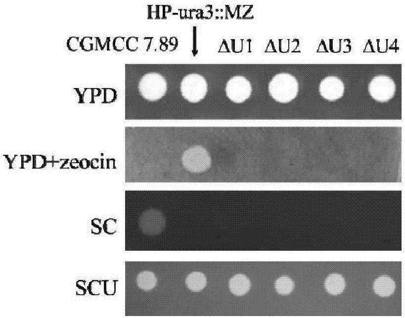 Uracil auxotrophic hansenula polymorpha and preparation method and application thereof