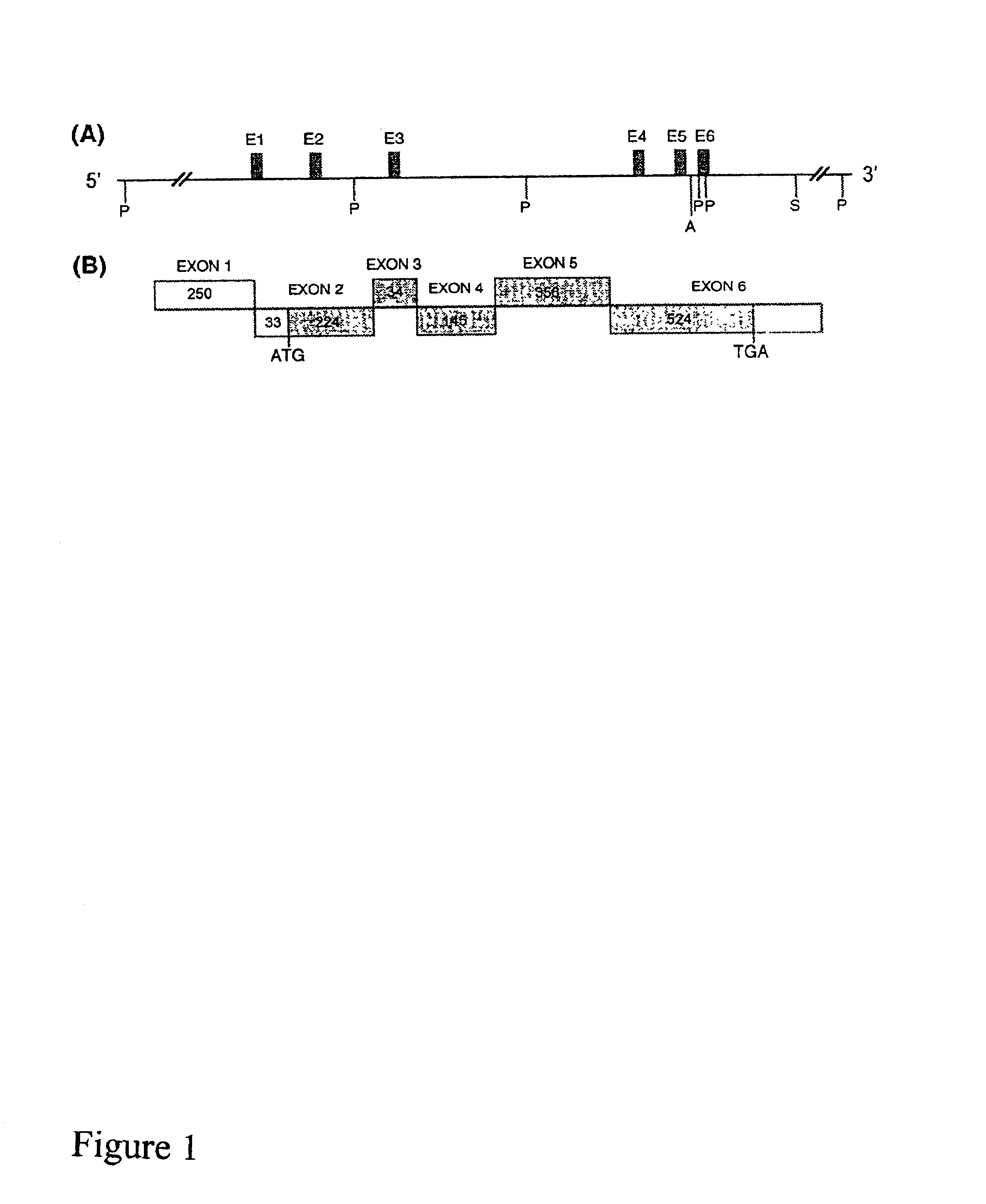 Orphanin FQ receptor nucleic acids