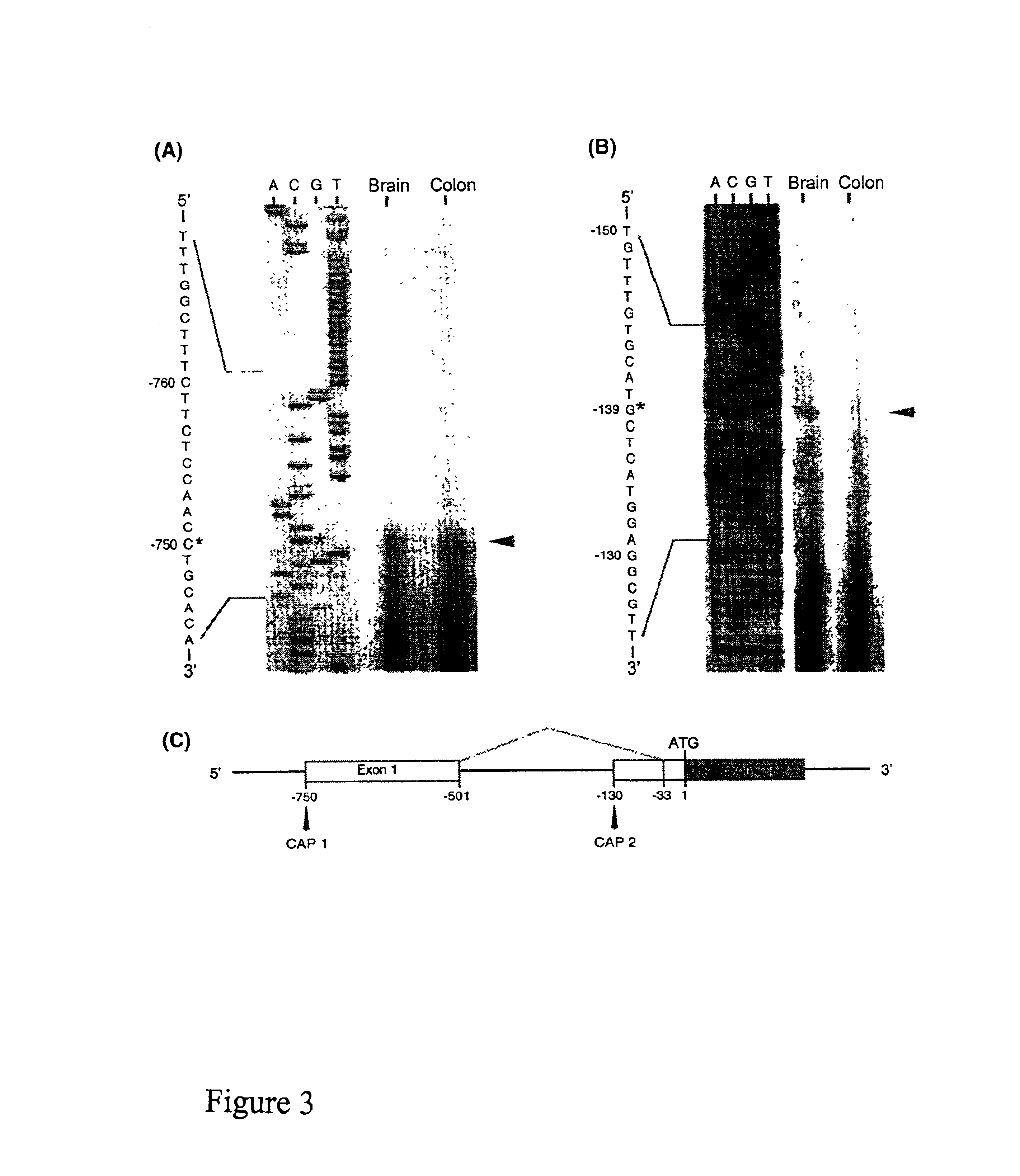 Orphanin FQ receptor nucleic acids