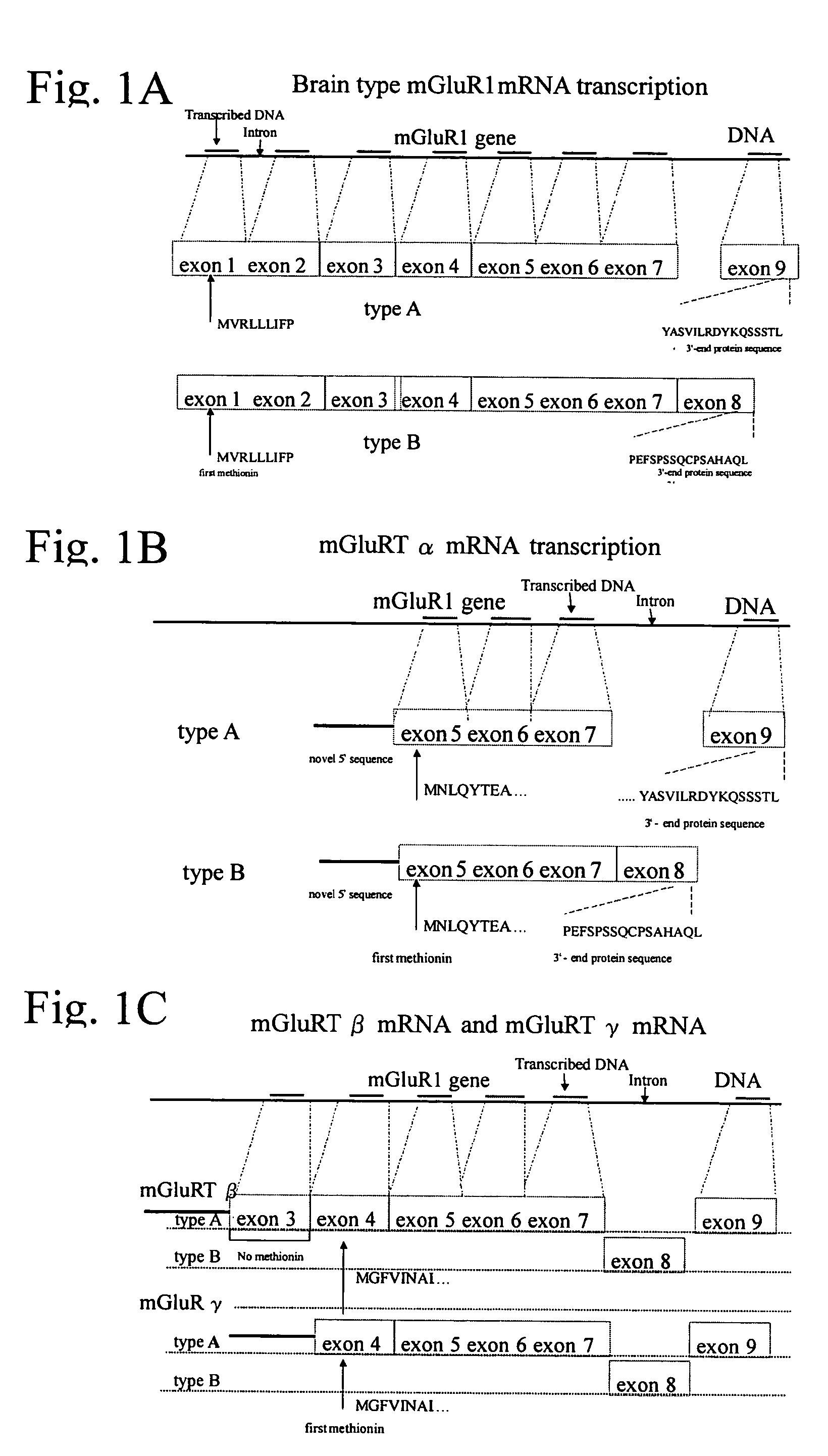 Novel glutamate receptor and utilization thereof