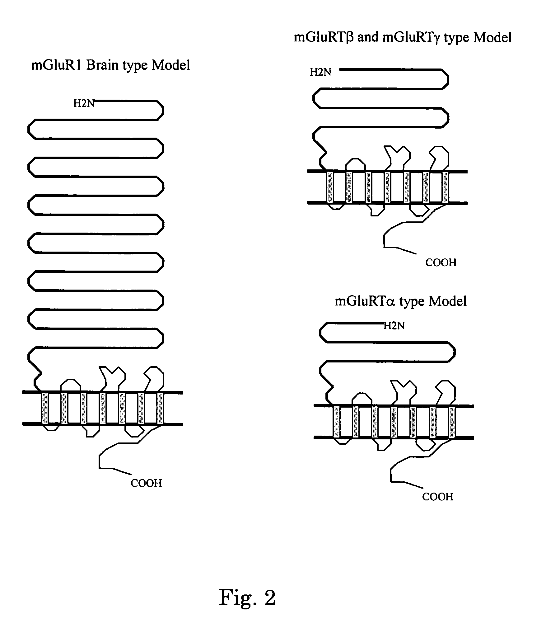 Novel glutamate receptor and utilization thereof