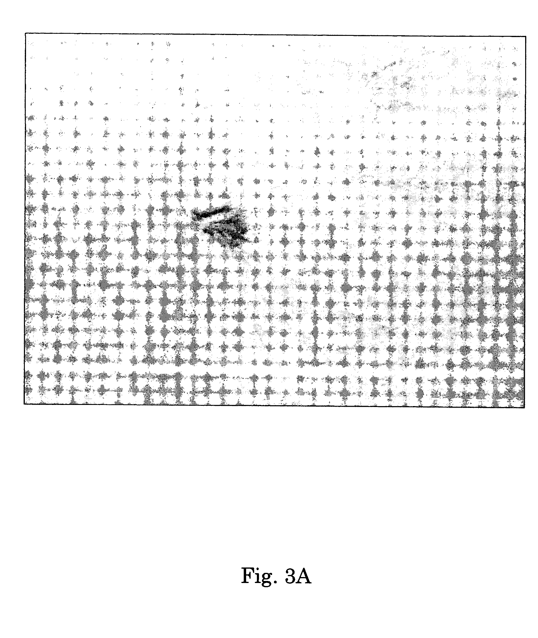 Novel glutamate receptor and utilization thereof