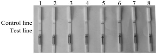 A combination of primers and probes for the detection of Fusarium solani rot based on rpa-lateral flow chromatography and its application