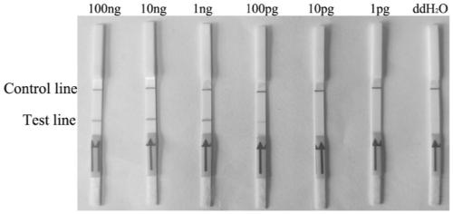 A combination of primers and probes for the detection of Fusarium solani rot based on rpa-lateral flow chromatography and its application