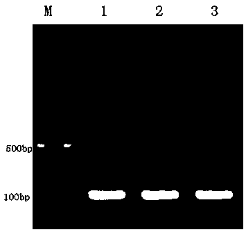 Construction method of IPEC-J2 cell with APN gene knockout