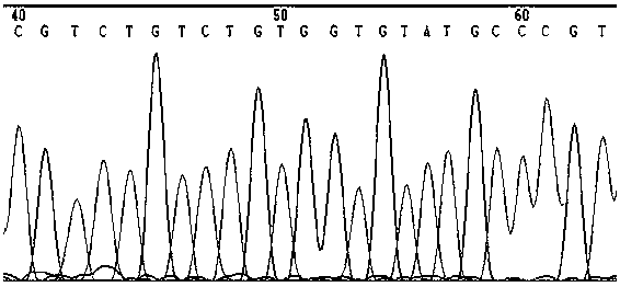 Construction method of IPEC-J2 cell with APN gene knockout