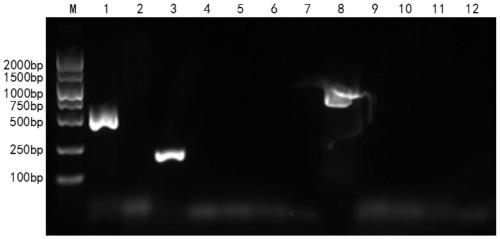 Preparation method of bacterial ghost of O24 type duck pathogenic escherichia coli