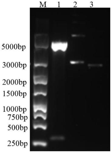 Preparation method of bacterial ghost of O24 type duck pathogenic escherichia coli