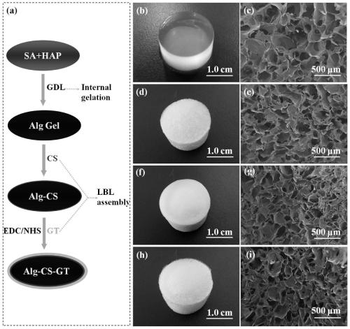 Alginate complex gel stent material constructed based on homogeneous phase crosslinking and layer-by-layer self-assembly technology and preparation method thereof