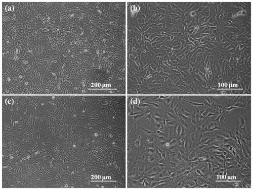 Alginate complex gel stent material constructed based on homogeneous phase crosslinking and layer-by-layer self-assembly technology and preparation method thereof