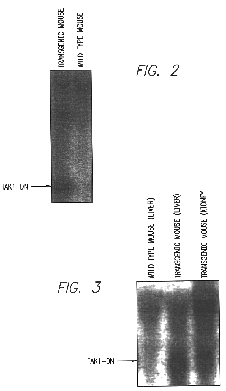 Method for screening compounds inhibiting signal transduction through inflammatory cytokines