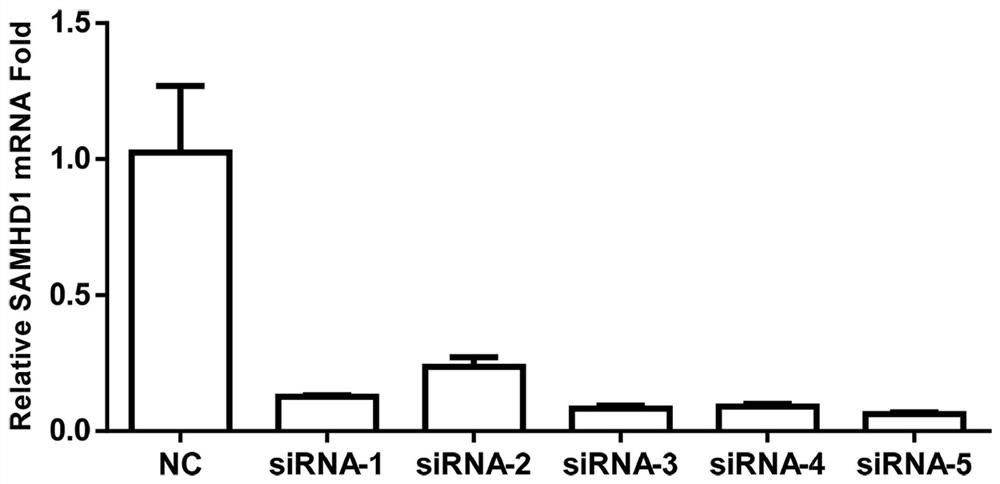 siRNA, kit and application for knocking down porcine samhd1 gene expression