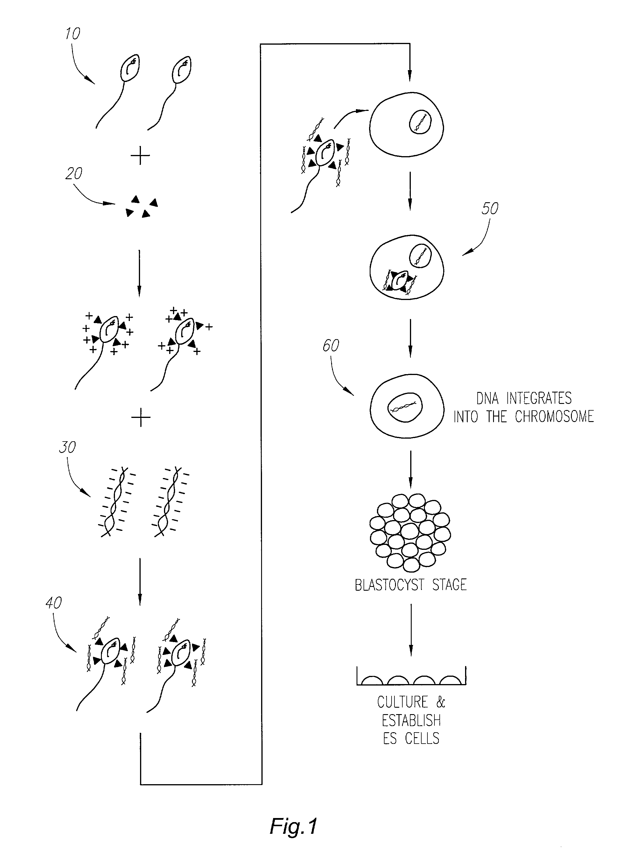 Sperm-specific monoclonal antibody, mAbC