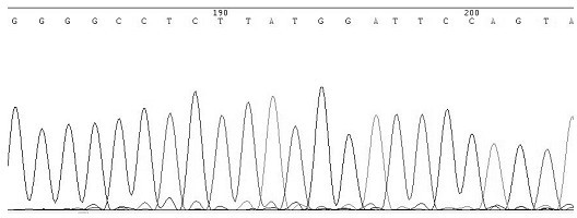 A kit for genotyping hepatitis C virus