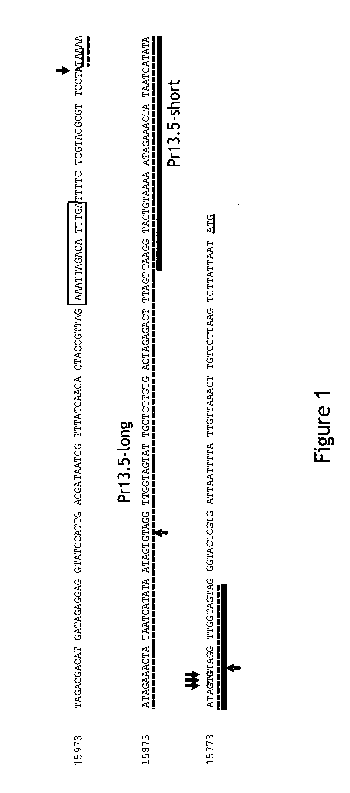 Pr13.5 promoter for robust t-cell and antibody responses