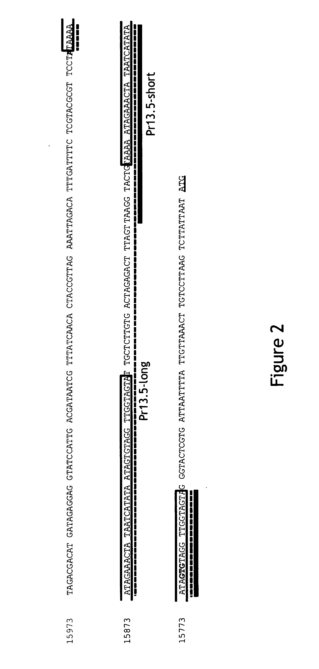 Pr13.5 promoter for robust t-cell and antibody responses