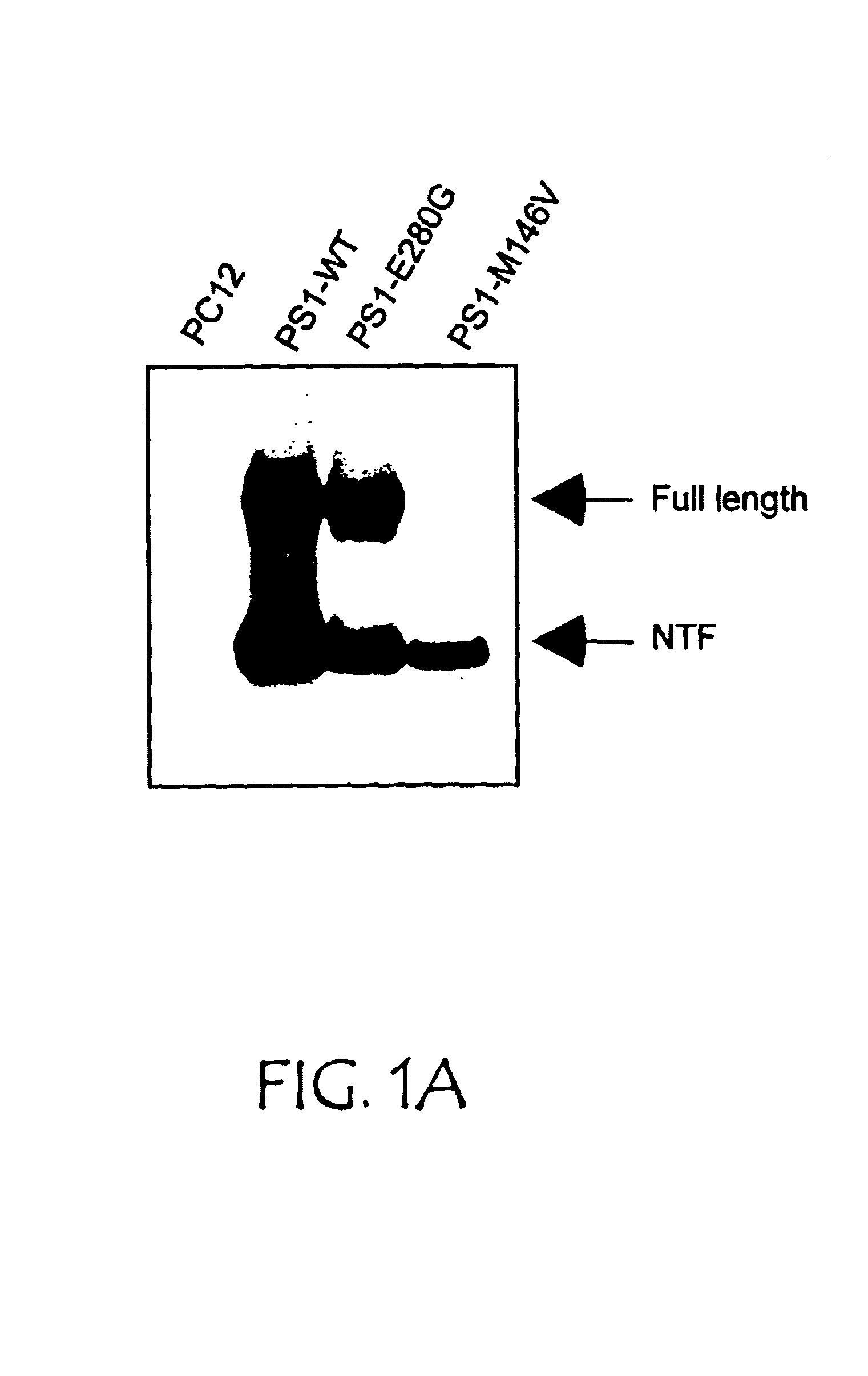 Methods for identifying inhibitors of neuronal degeneration