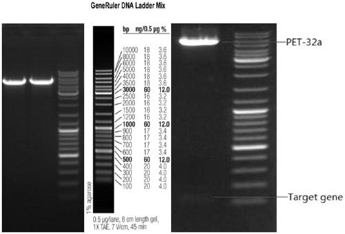 Genetic recombinant collagen-like peptide MJLGG-34 as well as preparation method and application thereof