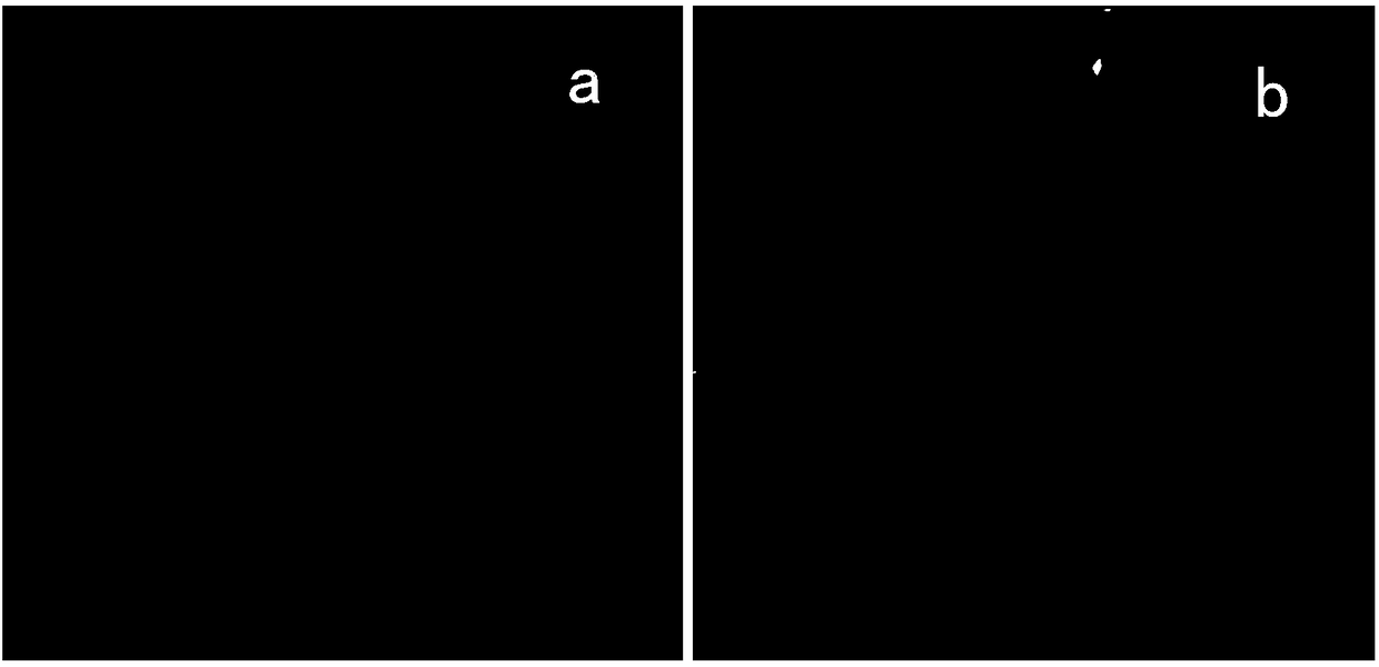 A polymer blend film that inhibits protein adsorption and its preparation method and application