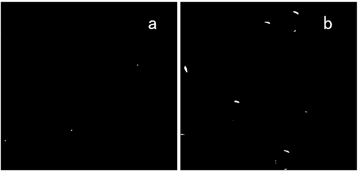 A polymer blend film that inhibits protein adsorption and its preparation method and application