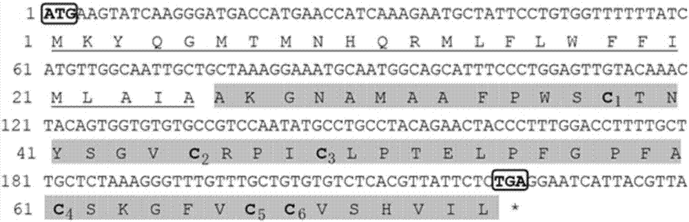 Pelteobagrus fulvidraco beta defensin gene, and beta defensin antibacterial peptide and application thereof