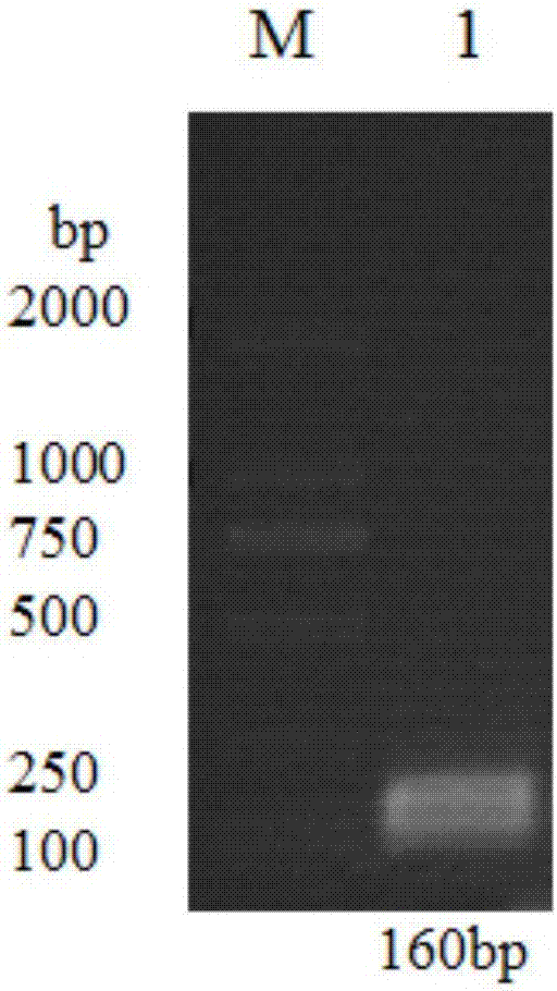 Pelteobagrus fulvidraco beta defensin gene, and beta defensin antibacterial peptide and application thereof