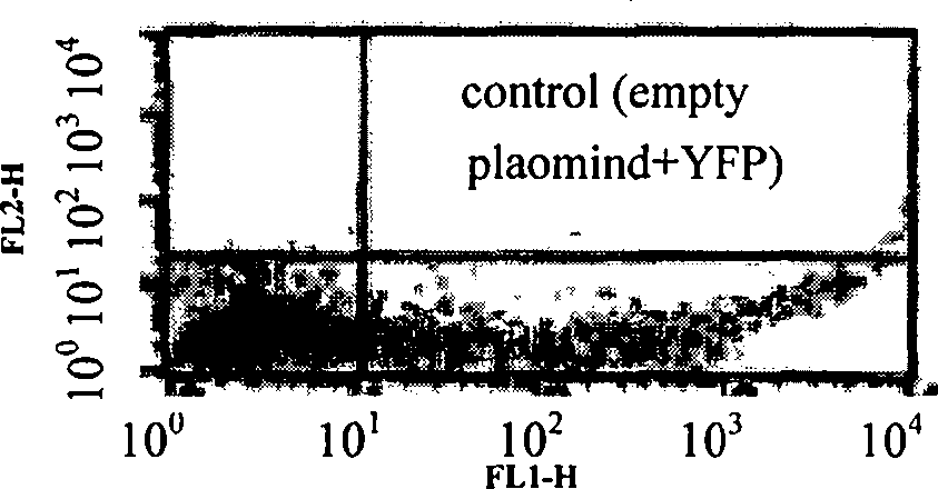 Heavy chain and light chain variable regions of anti-human BAFF monoclonal antibody