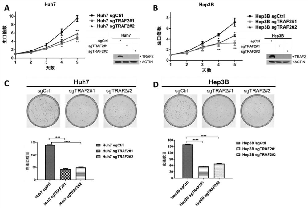 Marker for diagnosing liver cancer, and detection reagent and application of marker