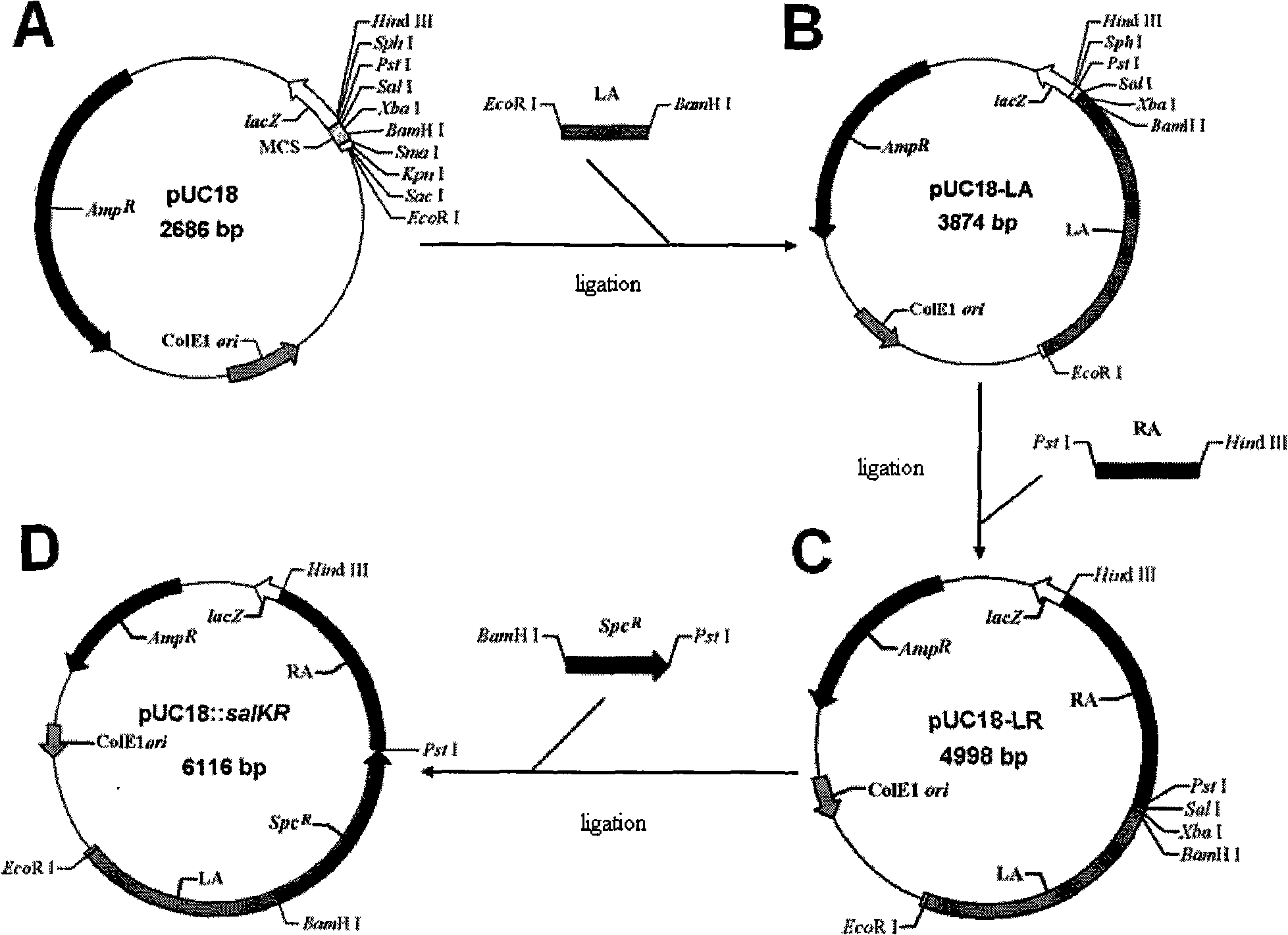 Type II streptococcus suis sa1KR gene knockout mutant strain, preparation method and application thereof