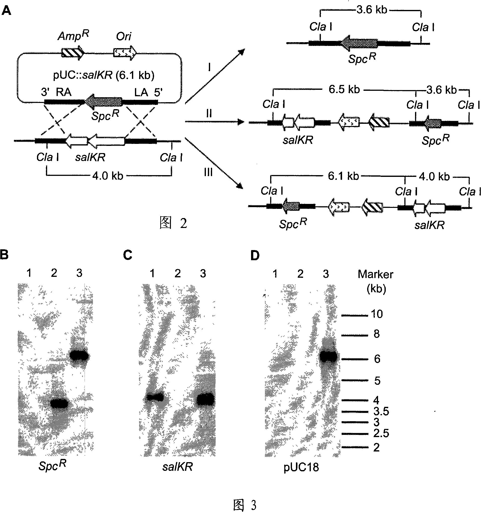 Type II streptococcus suis sa1KR gene knockout mutant strain, preparation method and application thereof