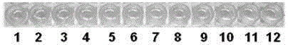 Preparation, detection and application of polyclonal antibody against mild mosaic virus in Chinese yam