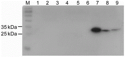 Preparation, detection and application of polyclonal antibody against mild mosaic virus in Chinese yam