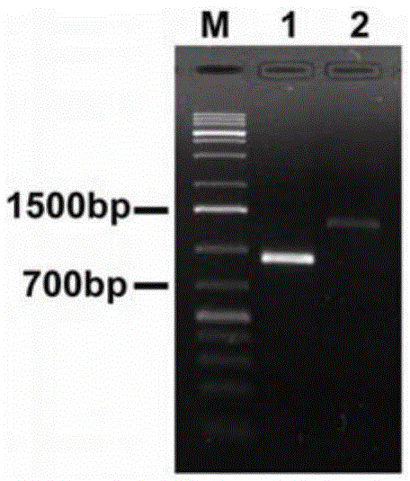 Preparation, detection and application of polyclonal antibody against mild mosaic virus in Chinese yam