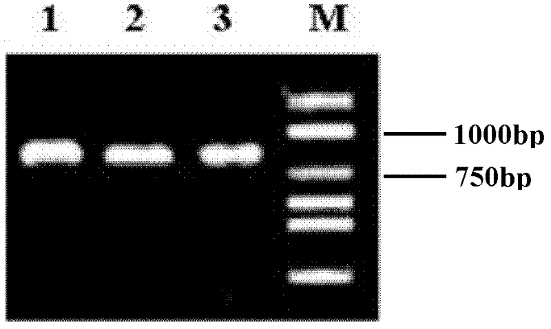 A method for constructing t vector