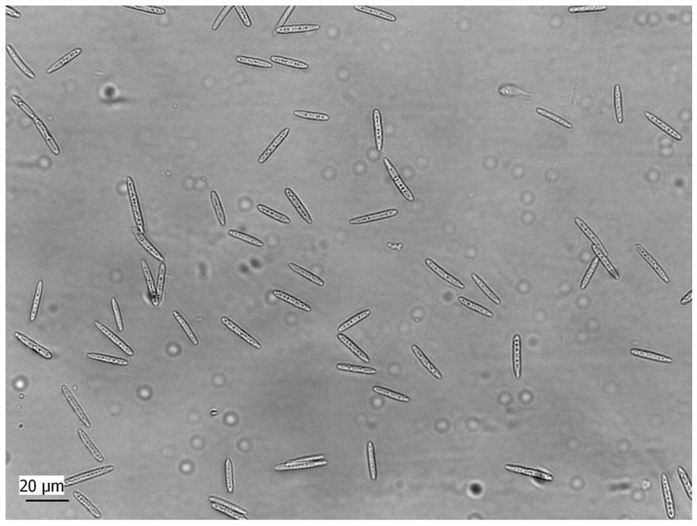 Culture method of high-infectivity cordyceps sinensis strain and application thereof