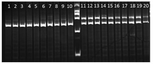 Exopalaemon carinicauda sex-linked marker and sex test method