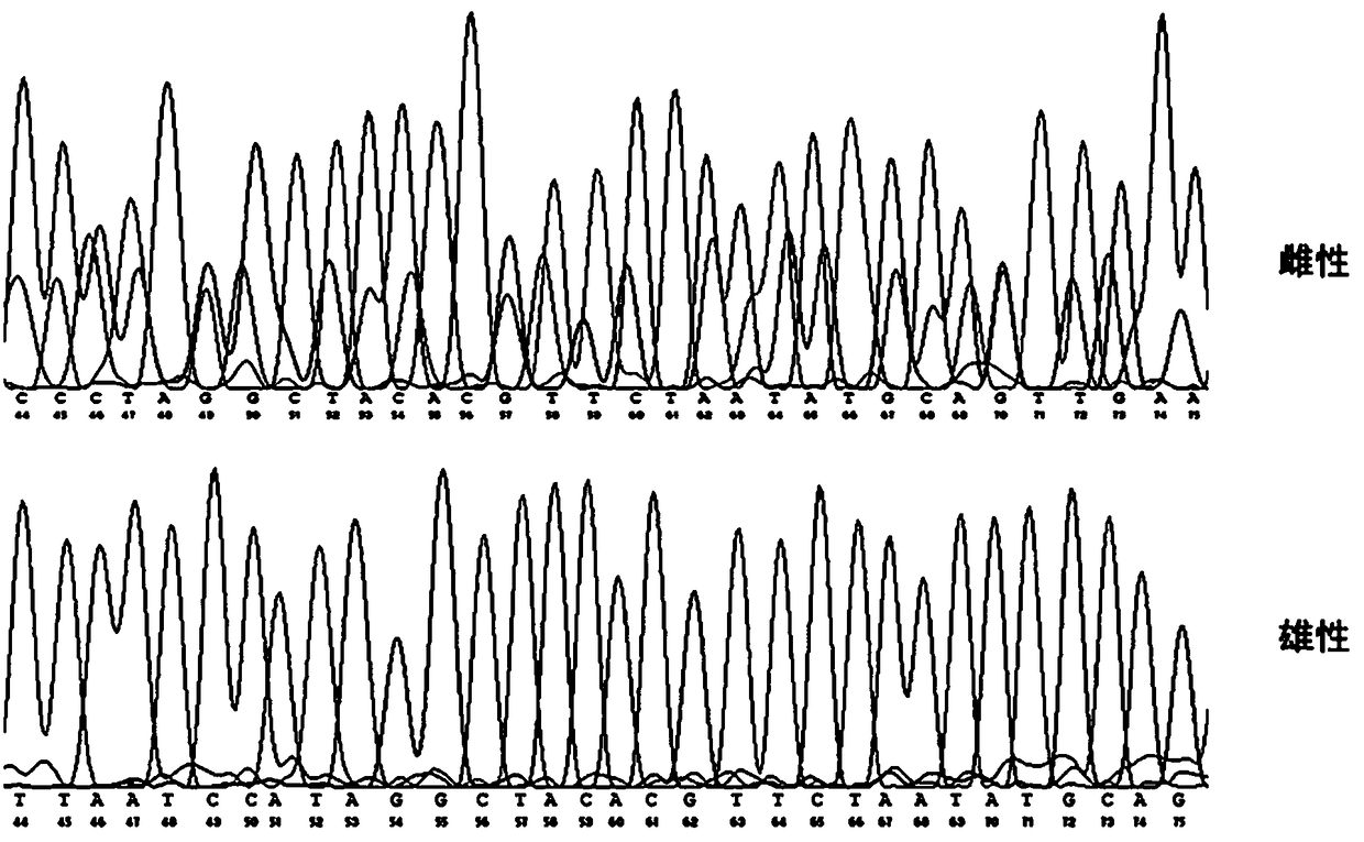 Exopalaemon carinicauda sex-linked marker and sex test method