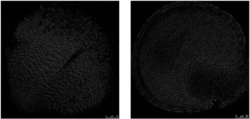 Method for observing Tilletia controversa Kuhn (TCK) infected Triticum aestivum ovaries