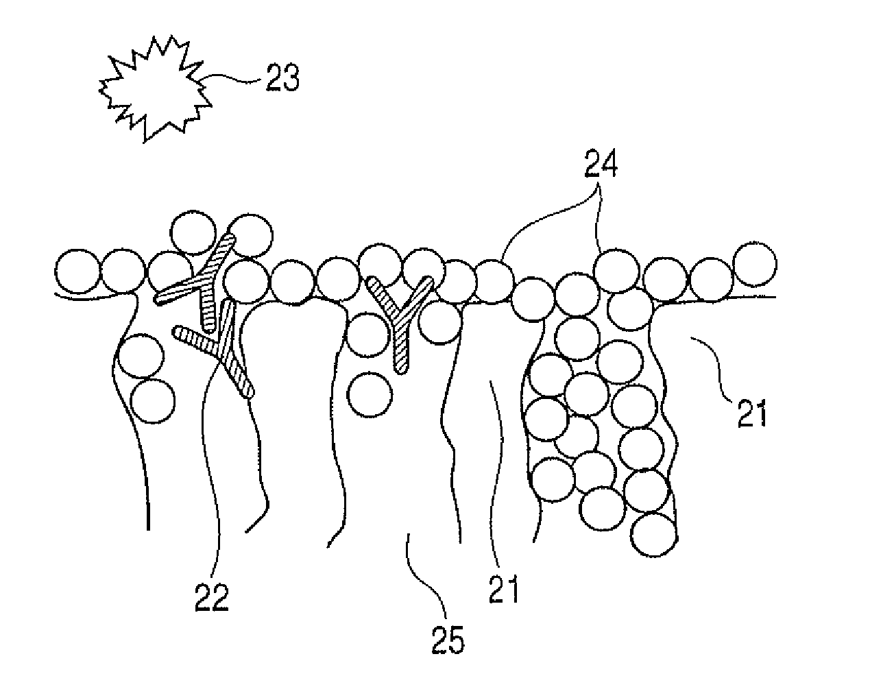 Protein-immobilized carrier