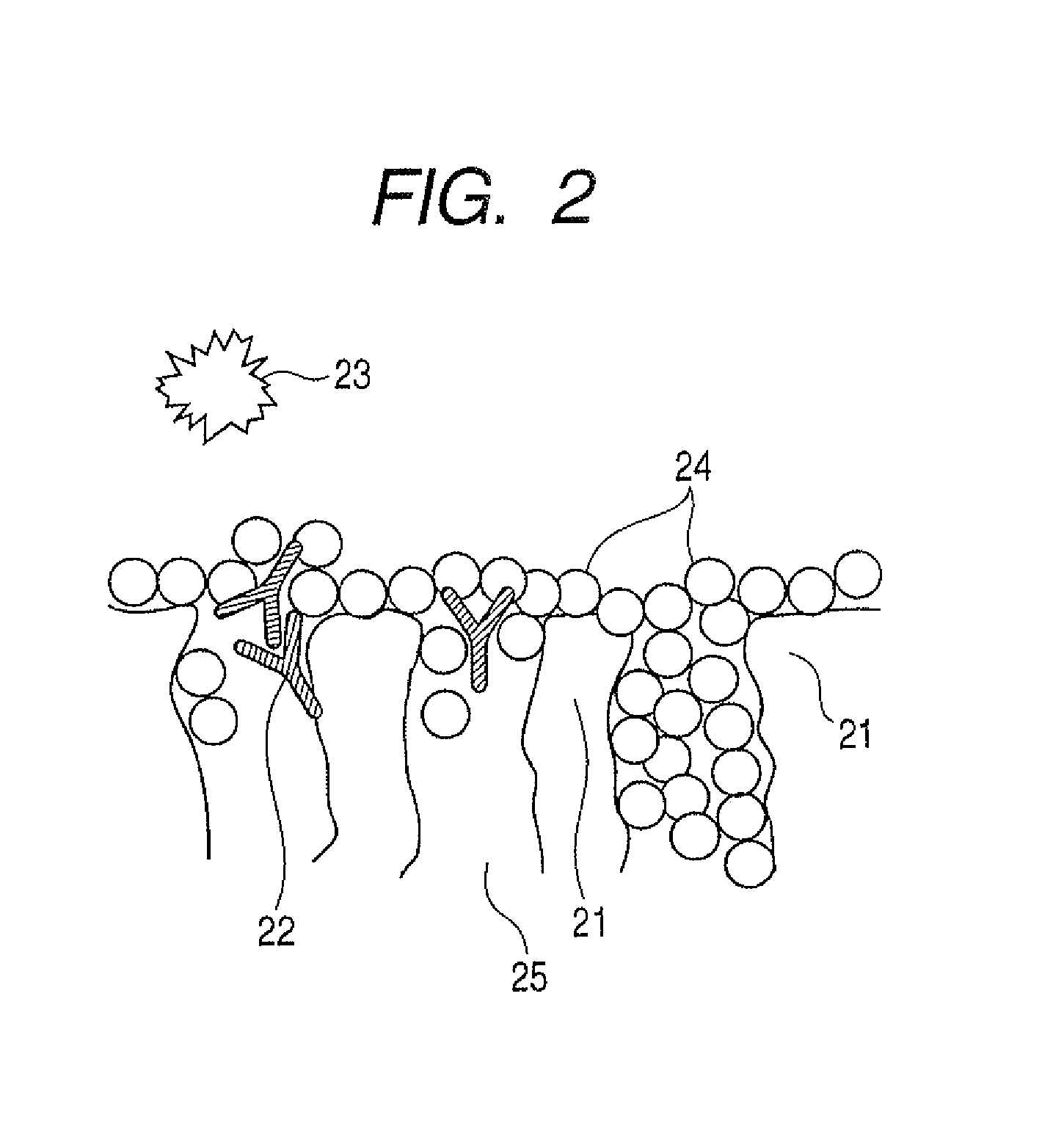 Protein-immobilized carrier